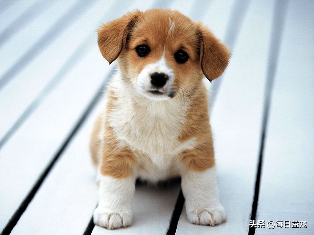 狗狗感冒症状及治疗方法,狗狗感冒什么症状吃什么药