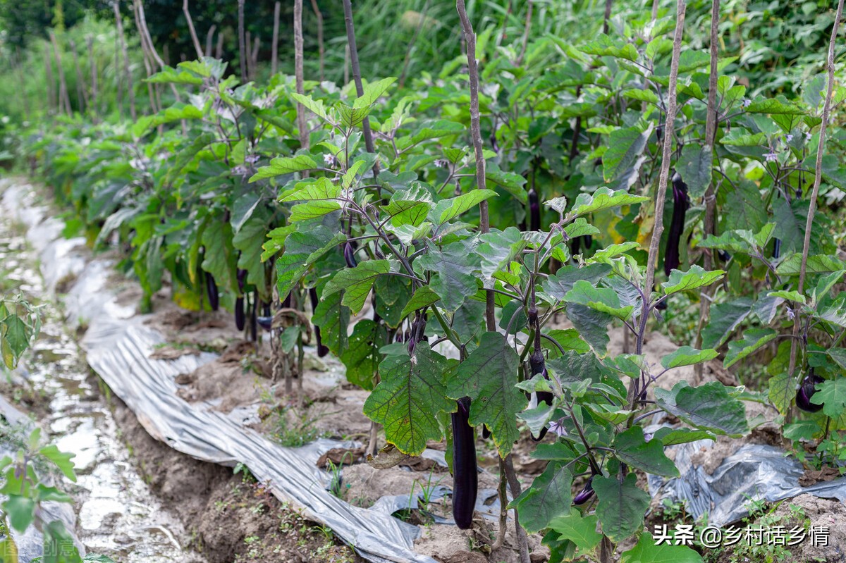 家庭种菜用什么药防虫,在家种菜防虫配方