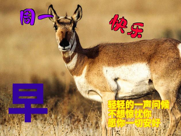 周五早安动态表情图片,早安表情动态图片大全