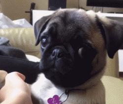 巴哥犬的7大优点,细数巴哥犬的五大缺点