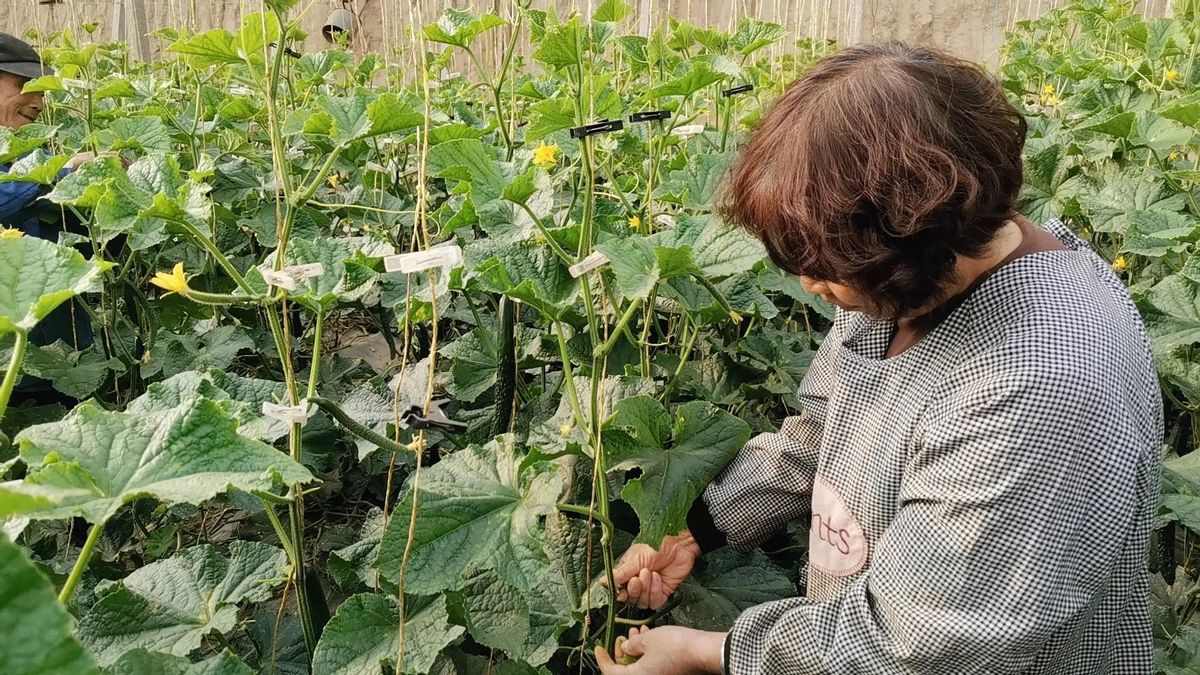 黄瓜种植技术瓜打顶,黄瓜连续结瓜的种植技巧