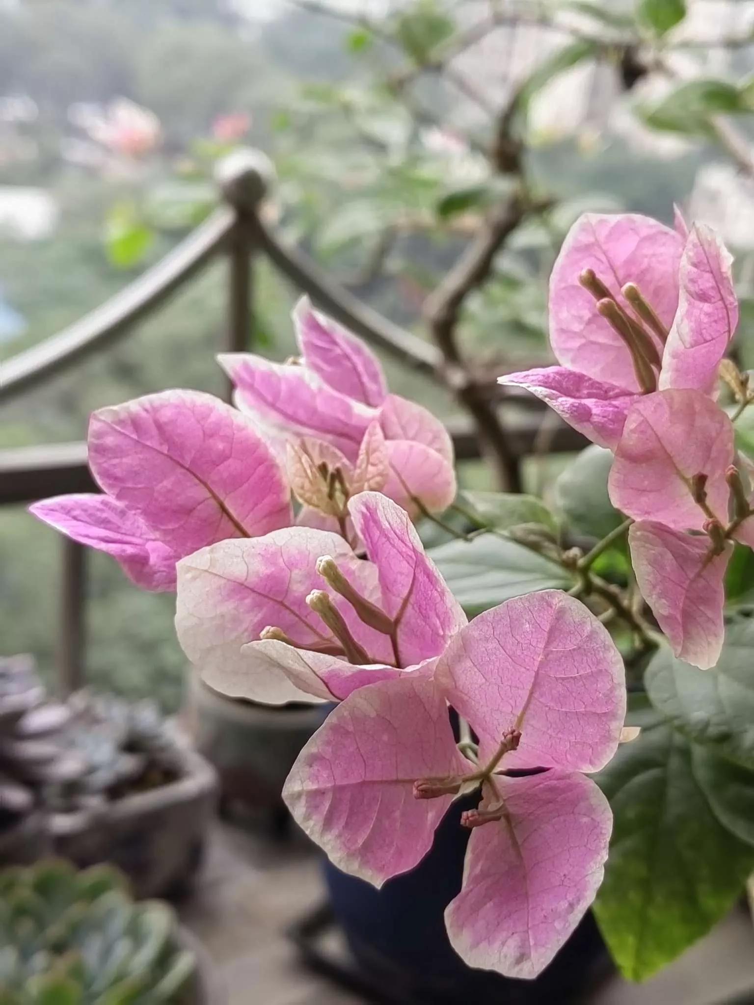 认识各种花的花名,认识各种花的名称