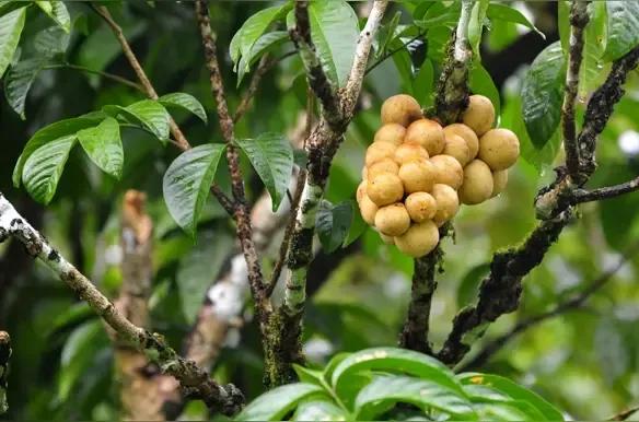 100多种罕见水果欣赏,100种罕见水果名字