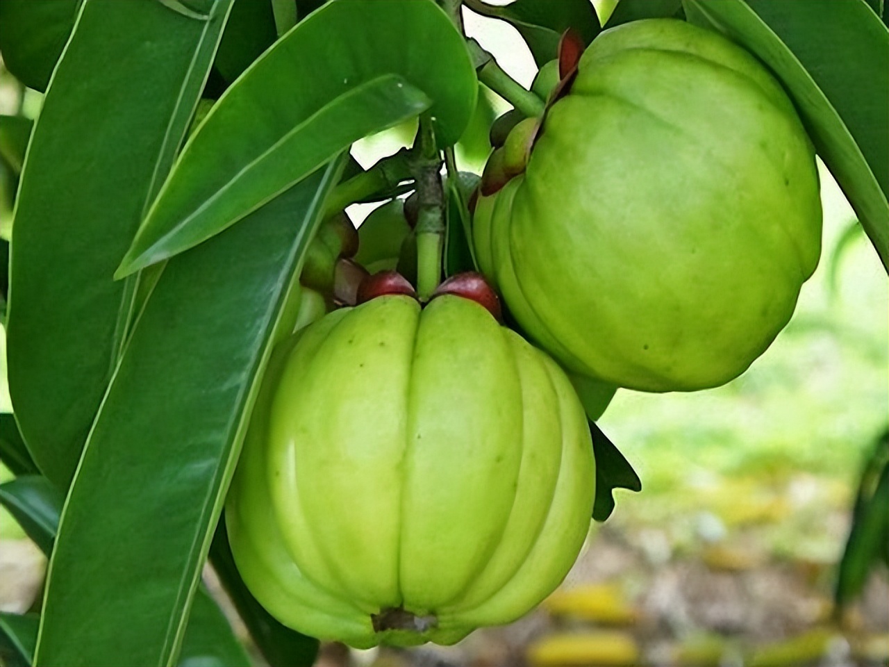 “藤黄果”、“猴果”…近20种你不知道的非洲雄鹰喀麦隆水果