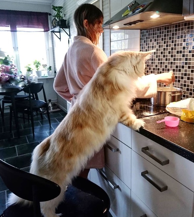 养了都想弃的猫,养了一直都想养的猫