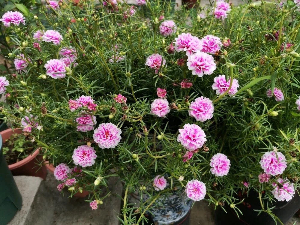 春季室内养什么花好养,春天养什么花好看又简单