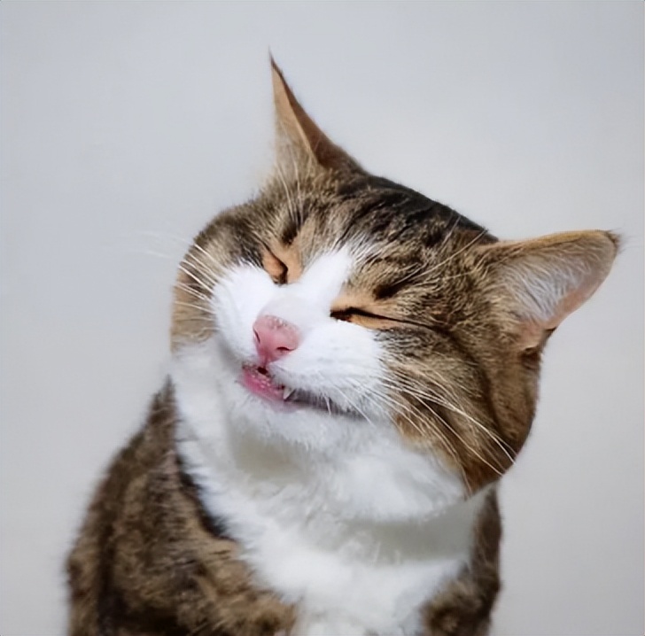 猫静脉栓塞,猫静脉栓塞和动脉栓塞的区别