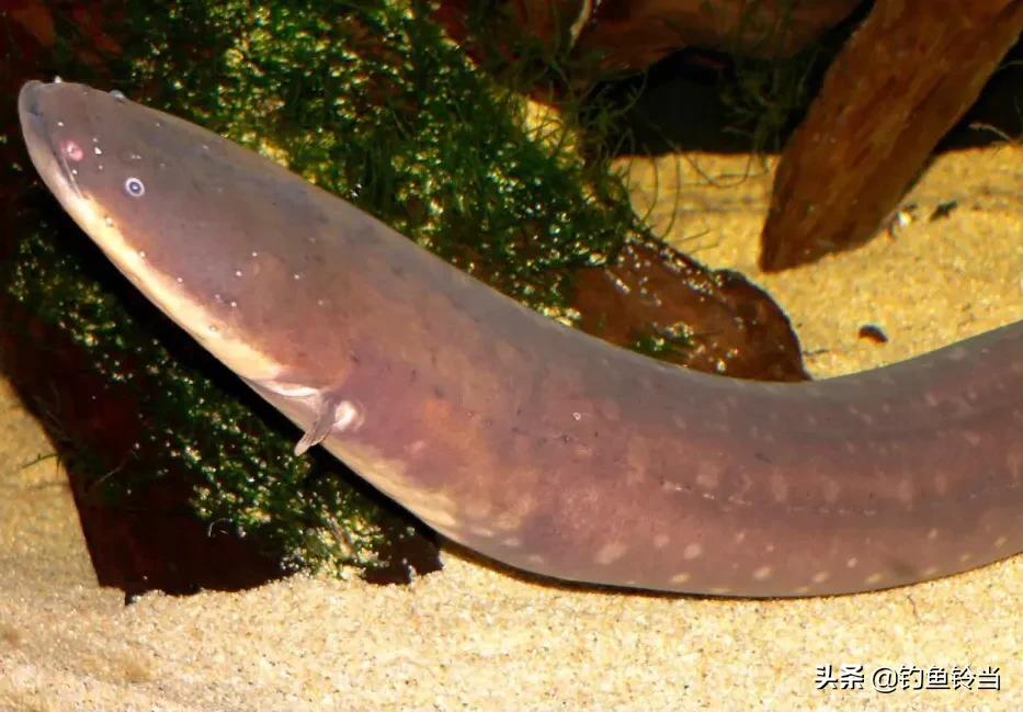 钓鱼时的趣事,钓鱼遇到的奇闻事