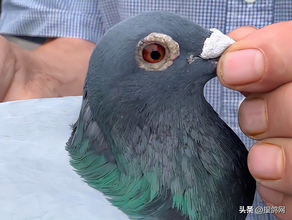 涔旀柉涔旀．楦界郴,涔旀柉涔旀．鍘熸绉嶉附