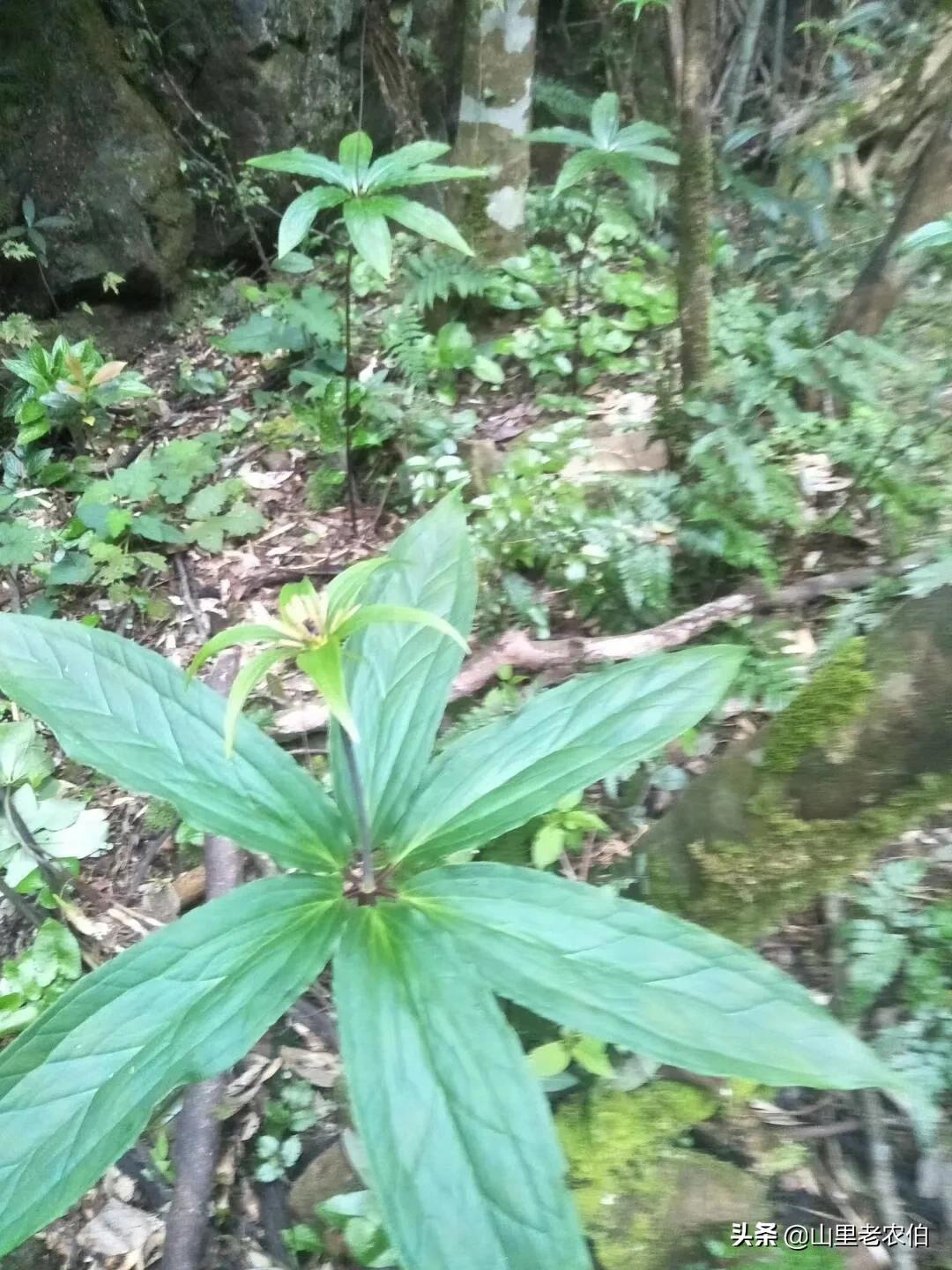 七叶一枝花齐名的草药有哪些,什么中草药可代替七叶一枝花