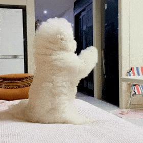 比熊为什么在家里面最听你的话,怎么判断比熊爱不爱自己