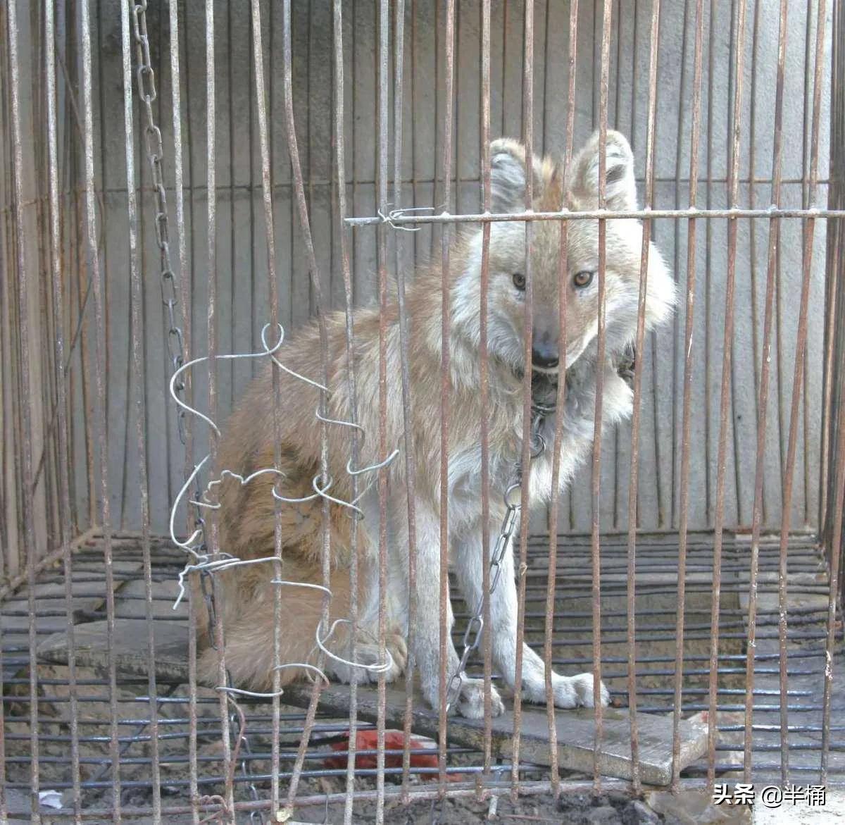 豺狼虎豹为什么豺能够位居第一位,豺狼虎豹里的豺指的是哪种动物