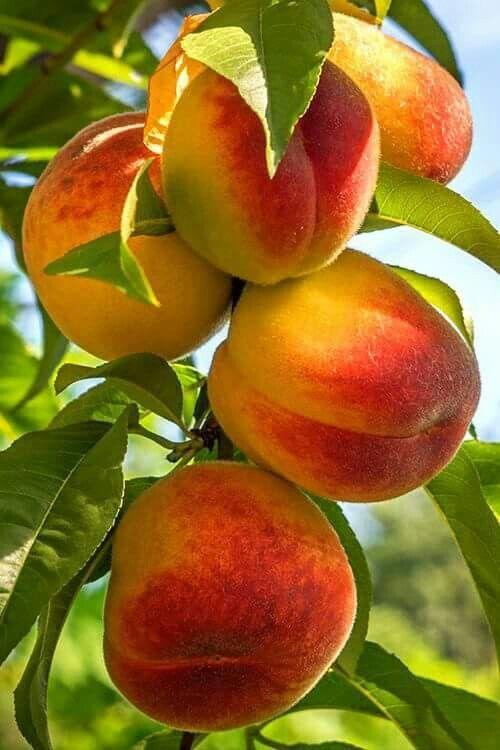 桃子精解说,桃子精万岁