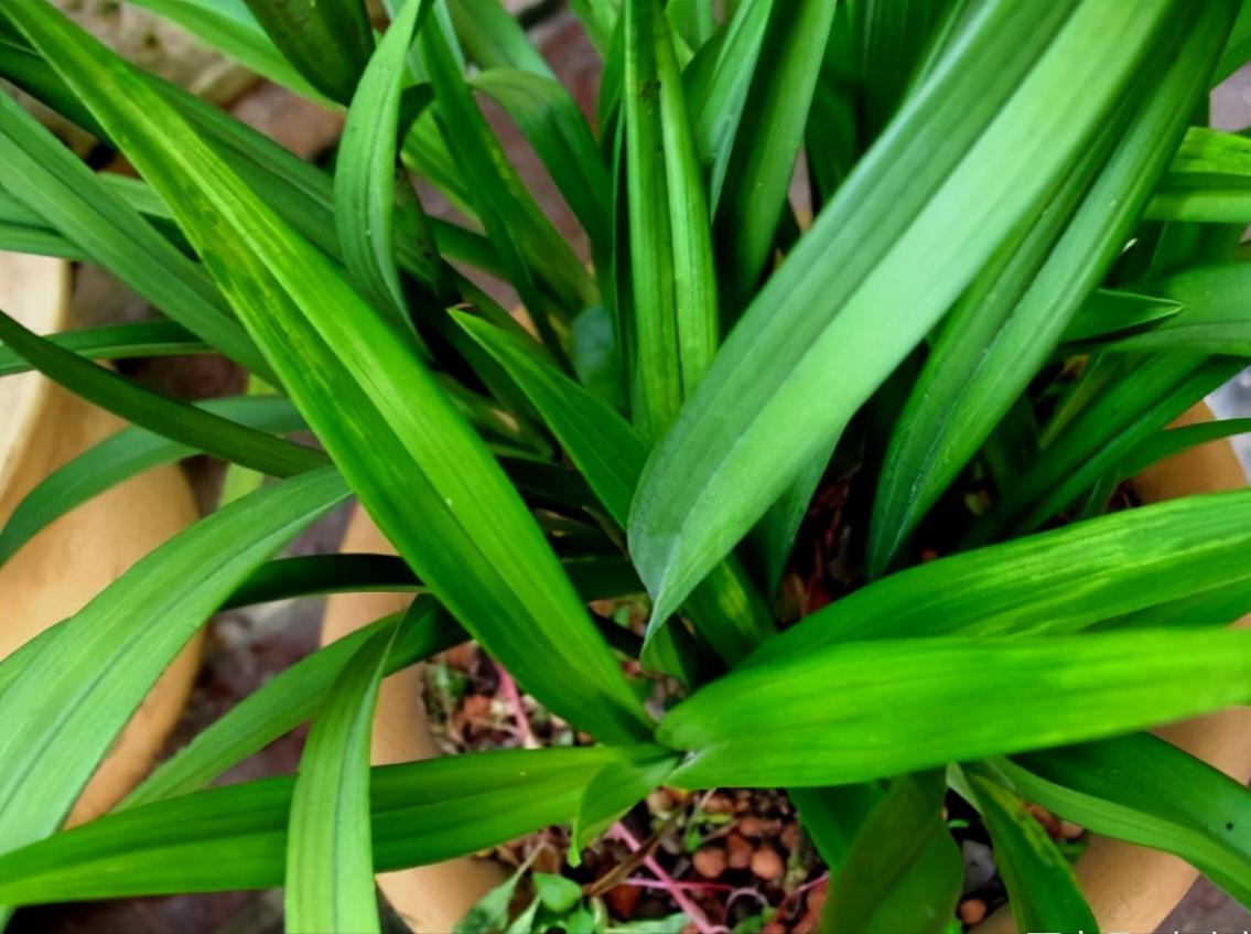 养兰寿不想爆藻怎么办,花兰病害防治方法