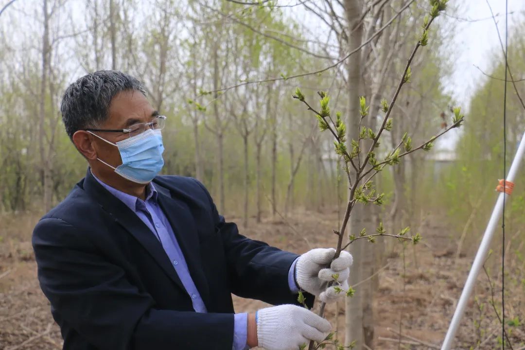 特色产业助力乡村振兴|鄌郚杜仲“小”雄花助农“大”增收