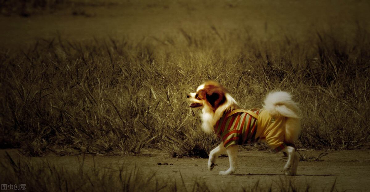 老年狗狗乳腺炎怎么治,狗狗乳腺炎能热敷吗