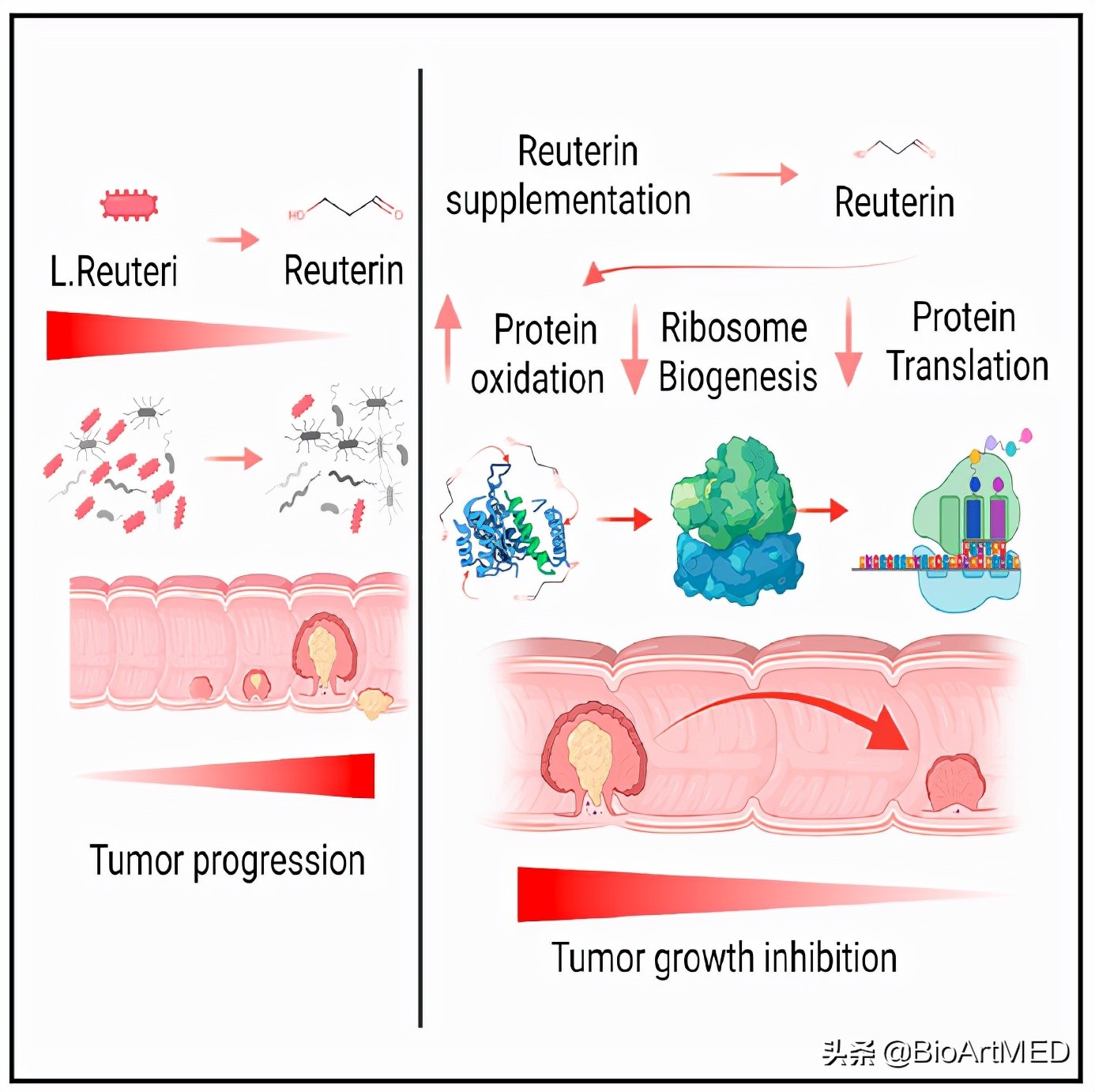 澶ц偁鐧屾不鐤梒sco鎸囧崡,鑲跨槫鏍囧織鐗╂不鐤楃粨鑲犵檶