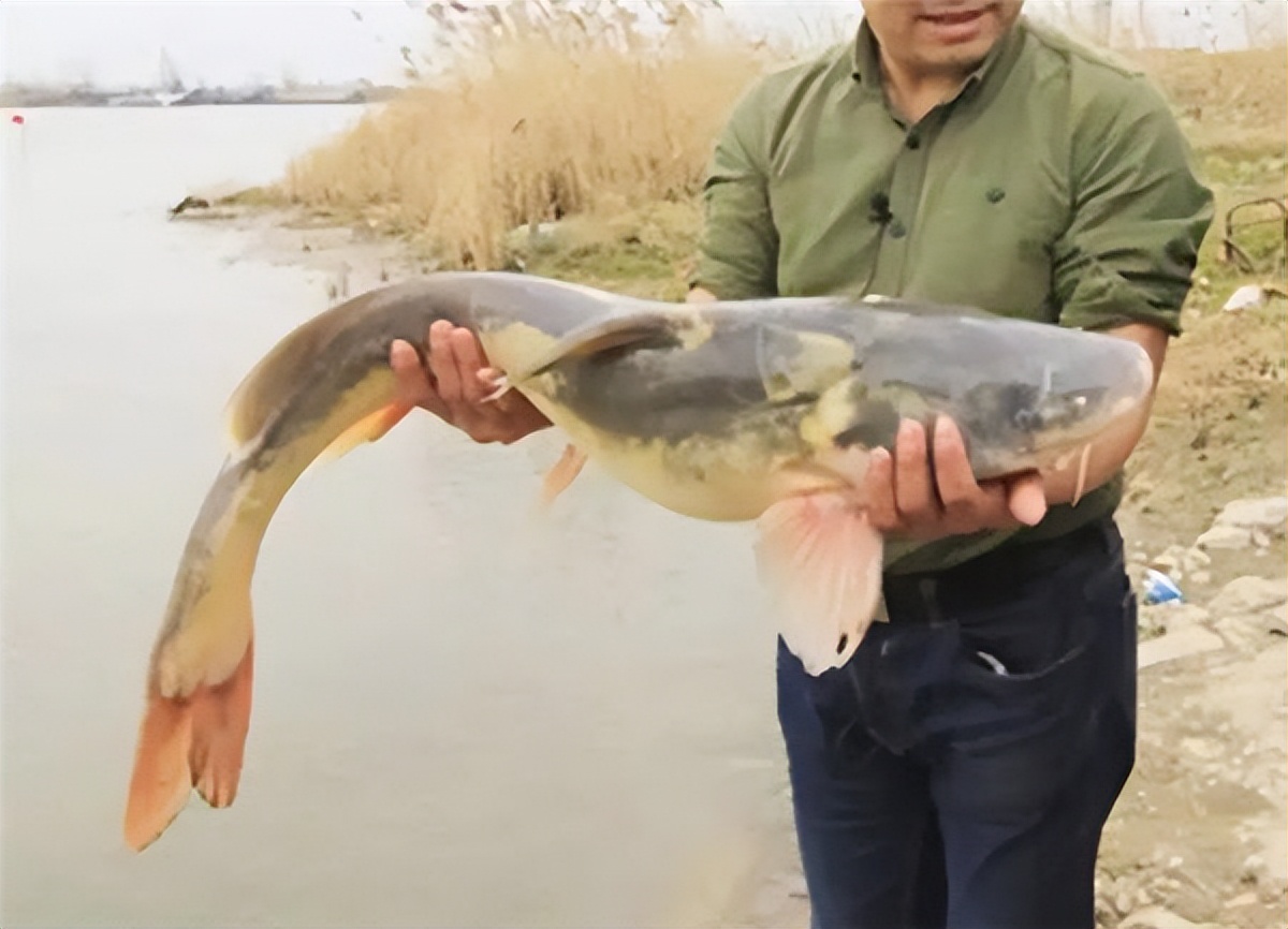 淡水鱼排行榜前十名价格,国内常见淡水鱼价格排行