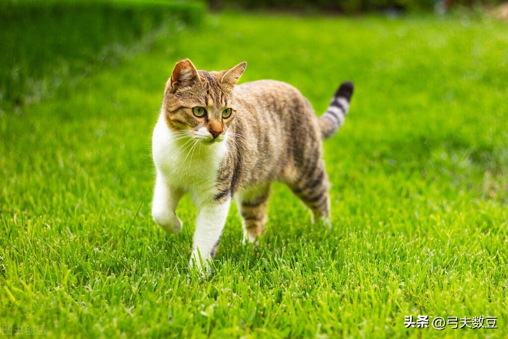卖宠物零食赚钱吗,宠物食品代加工能赚钱吗