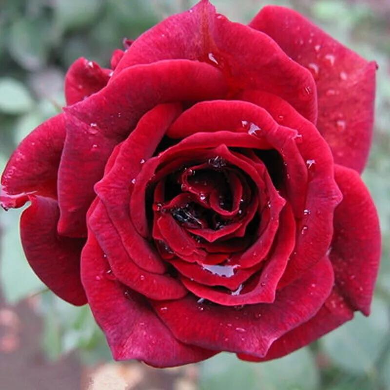 玫瑰花漂亮的图片,分享一个漂亮的玫瑰花图片