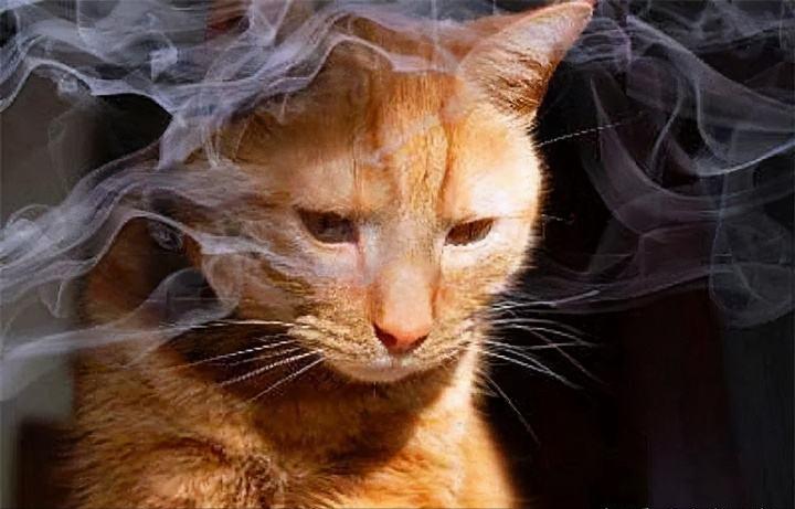 喜欢养猫，先戒掉“五习惯”，否则啥猫也养不好，看看你占了几个