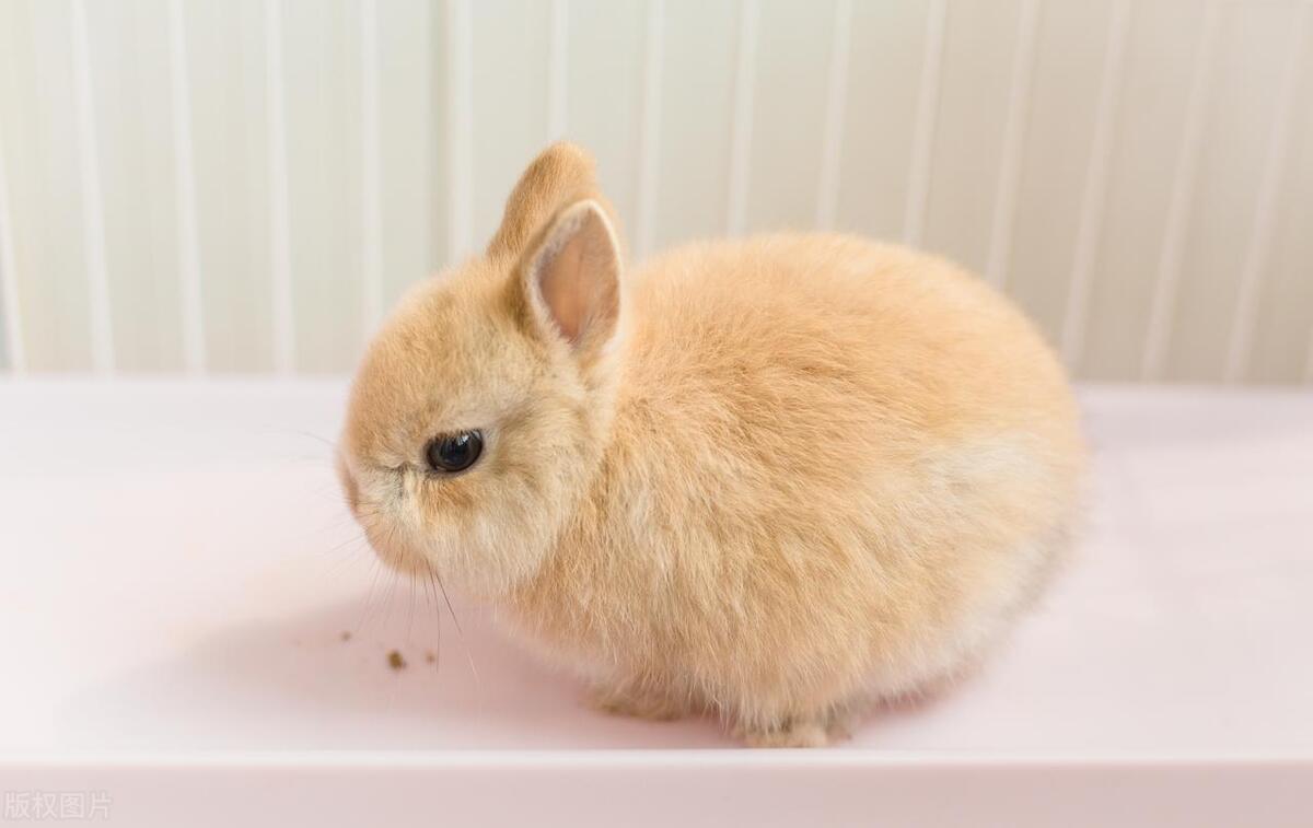 侏儒兔养殖能赚钱么,南宁侏儒兔养殖