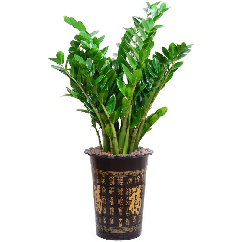 客厅外种树讲究风水吗,家里客厅窗户外适合种树吗