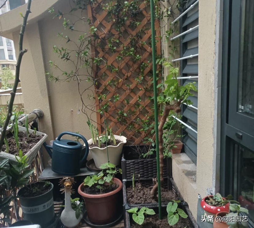 客厅最旺财的10种花,过年摆什么花放在客厅