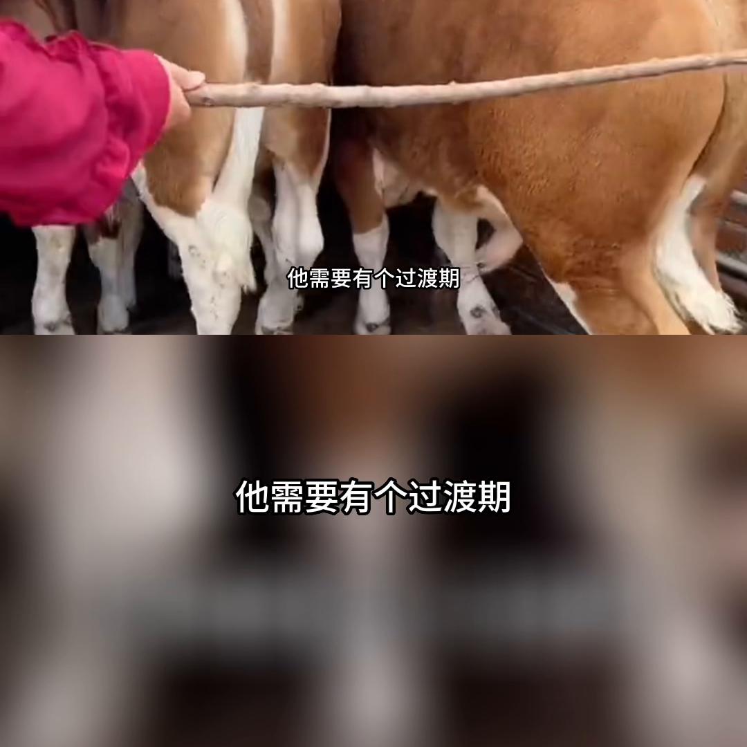 喂育肥牛配浓缩饲料1:2好还是1:3好,育肥牛后期自配料比例怎样配