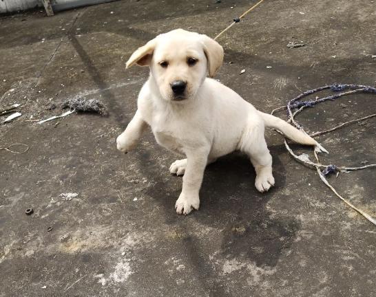 养一个星期的狗送人它会伤心吗,养了挺久的小狗突然躲起来不理人