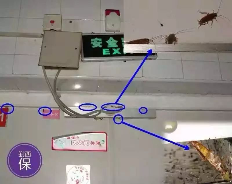 蟑螂怎么正确消灭最彻底非广告,蟑螂怎么正确消灭最彻底不看广告