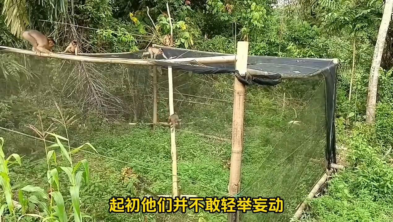 猴哥偷香蕉被整蛊,猴哥偷香蕉被蛇咬
