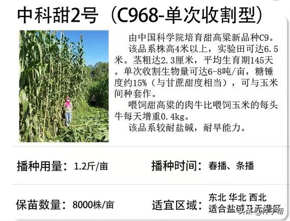 巨型高粱品种,巨型高粱有哪些品种