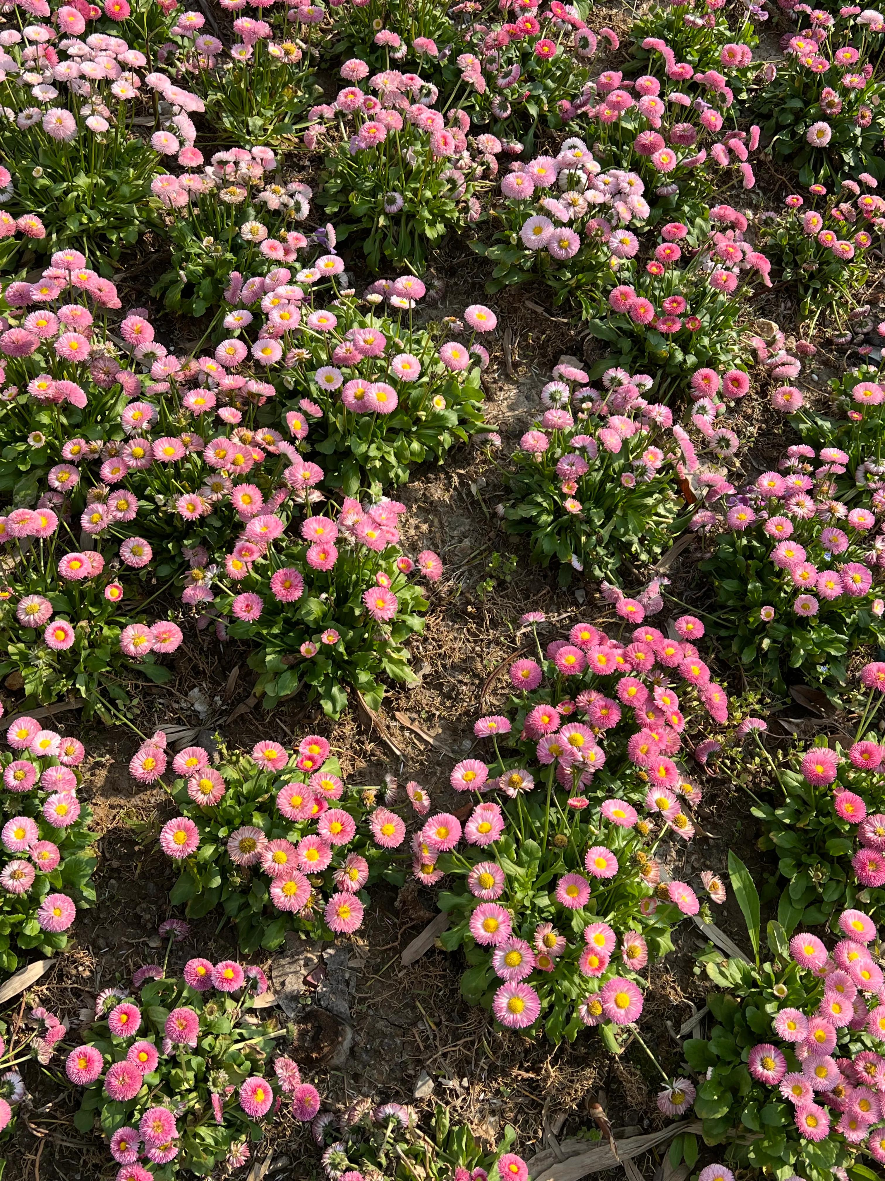 武汉园博园自然博物馆,武汉园博园门票