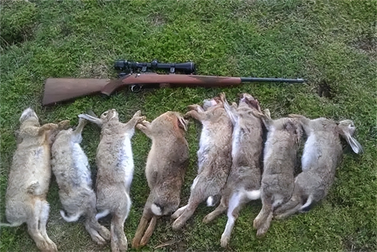 澳大利亚野兔泛滥成灾的原因,澳大利亚的野兔成灾结局