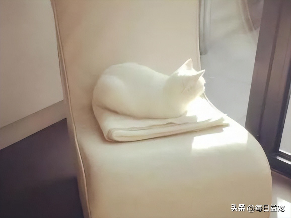 带猫出去晒太阳它为什么发抖,中午带上猫玩耍