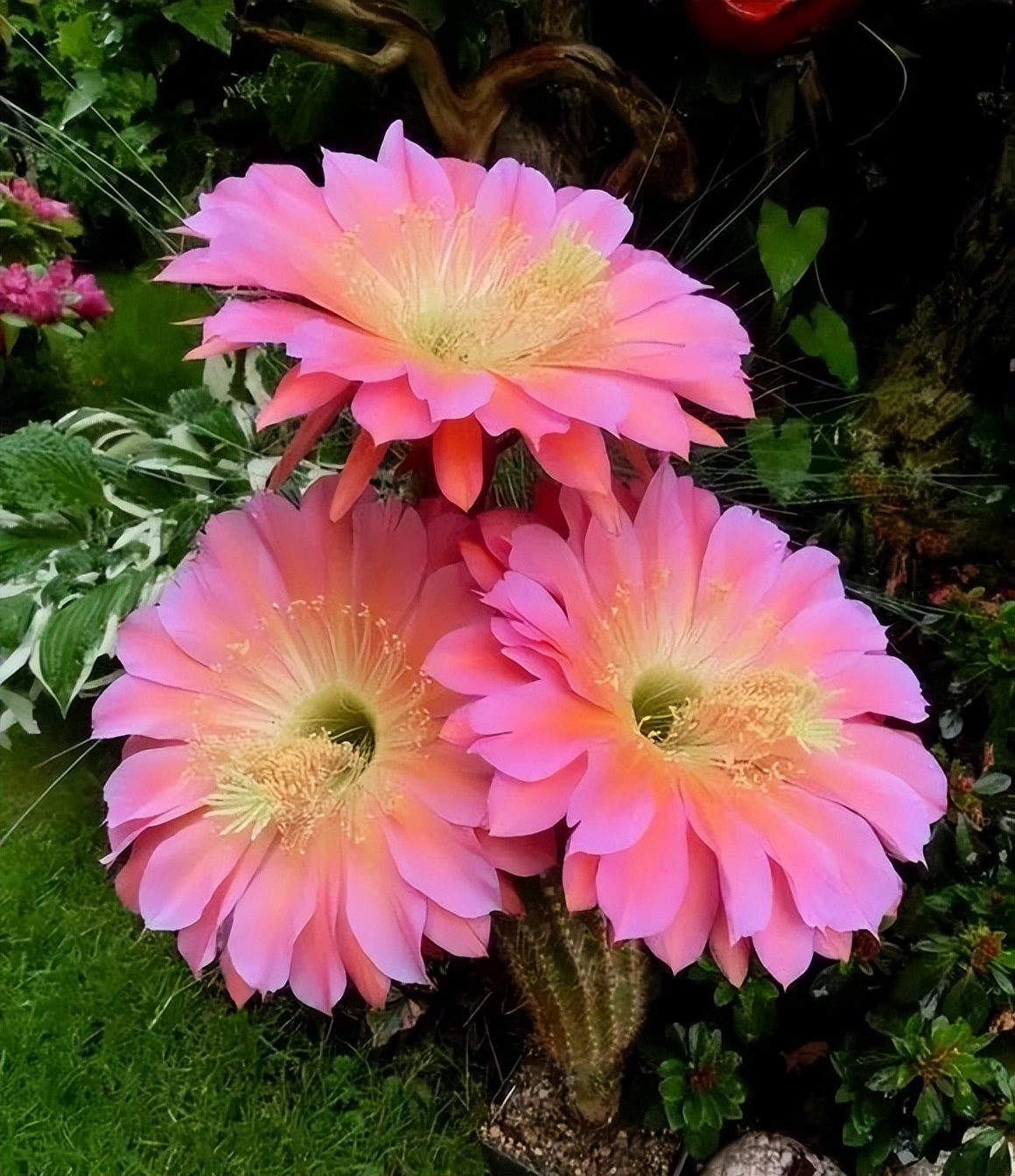 200种·仙人球开花图鉴，大开眼界，美到爆