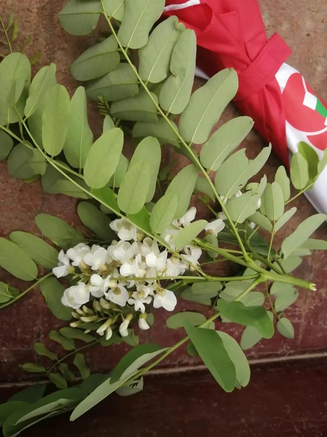 忆老家那棵洋槐树洋槐花盛开阵阵扑鼻香