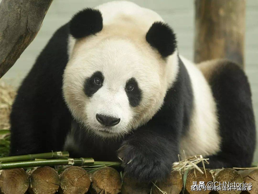 胖达在国外有多受欢迎？日本哭泣相送，比利时差点分裂？