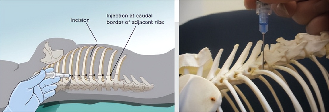 小动物的手术麻醉,小动物注射麻醉常用药