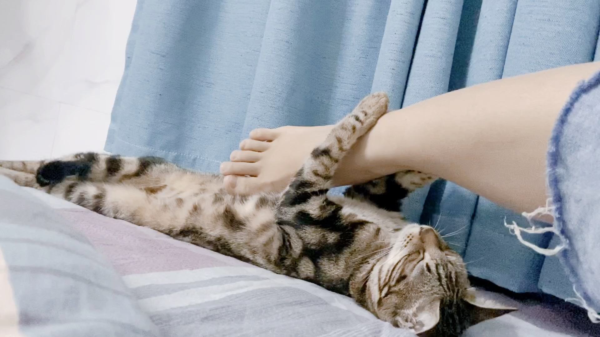 猫为什么爱舔毛绒绒的东西,猫为什么爱舔咬主人的手