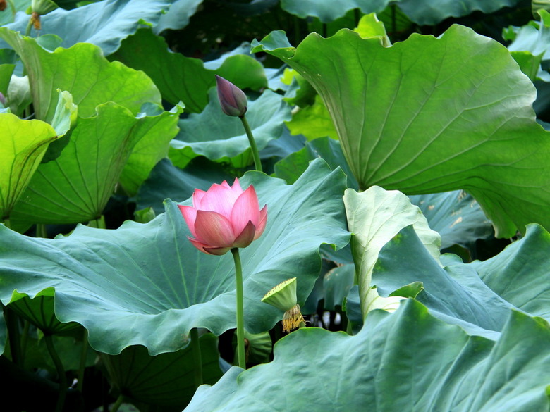 5月份上市水果大全,水果店5月份卖什么水果