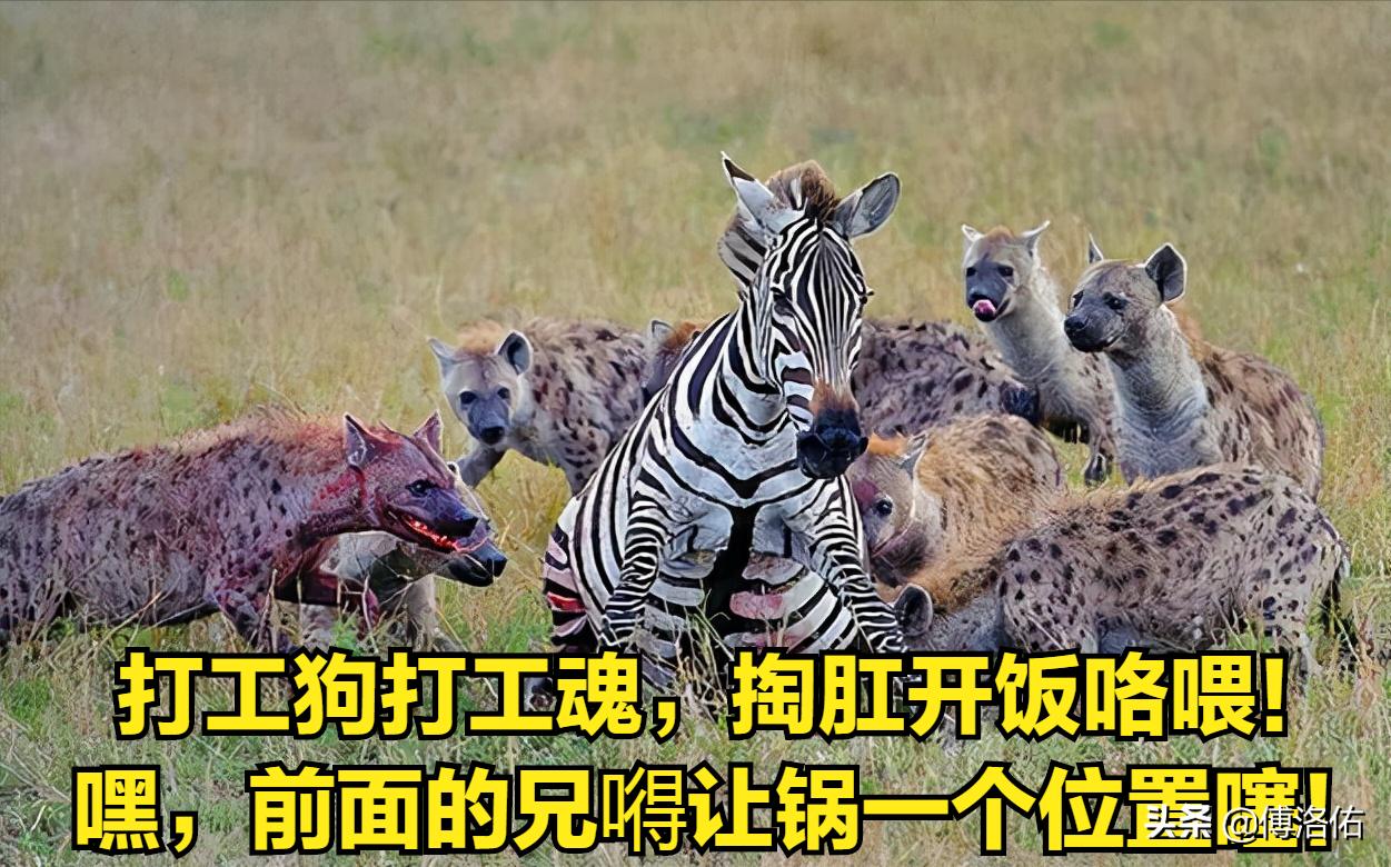 鬣狗斑鬣狗雌雄,怪哉