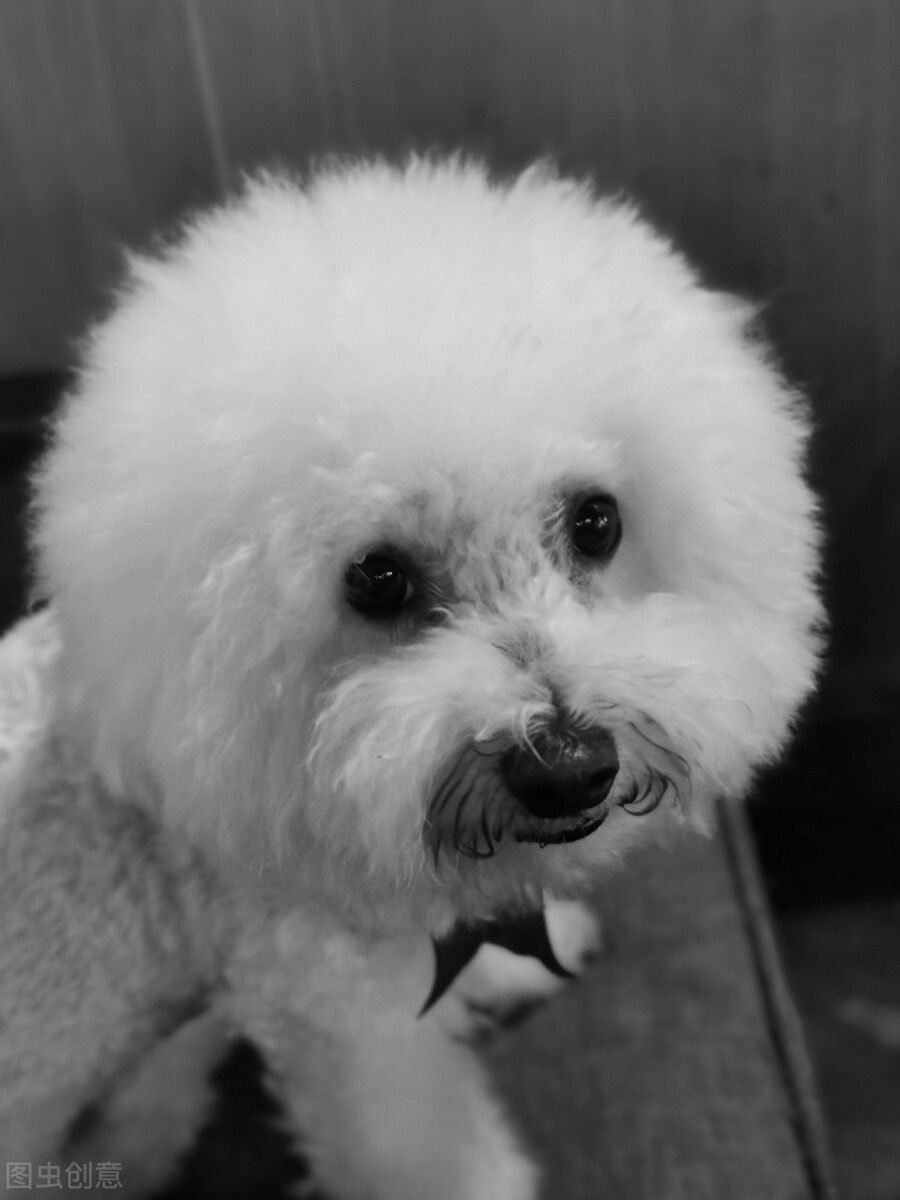 猫狗呼吸道怎么治疗,猫咽炎用药