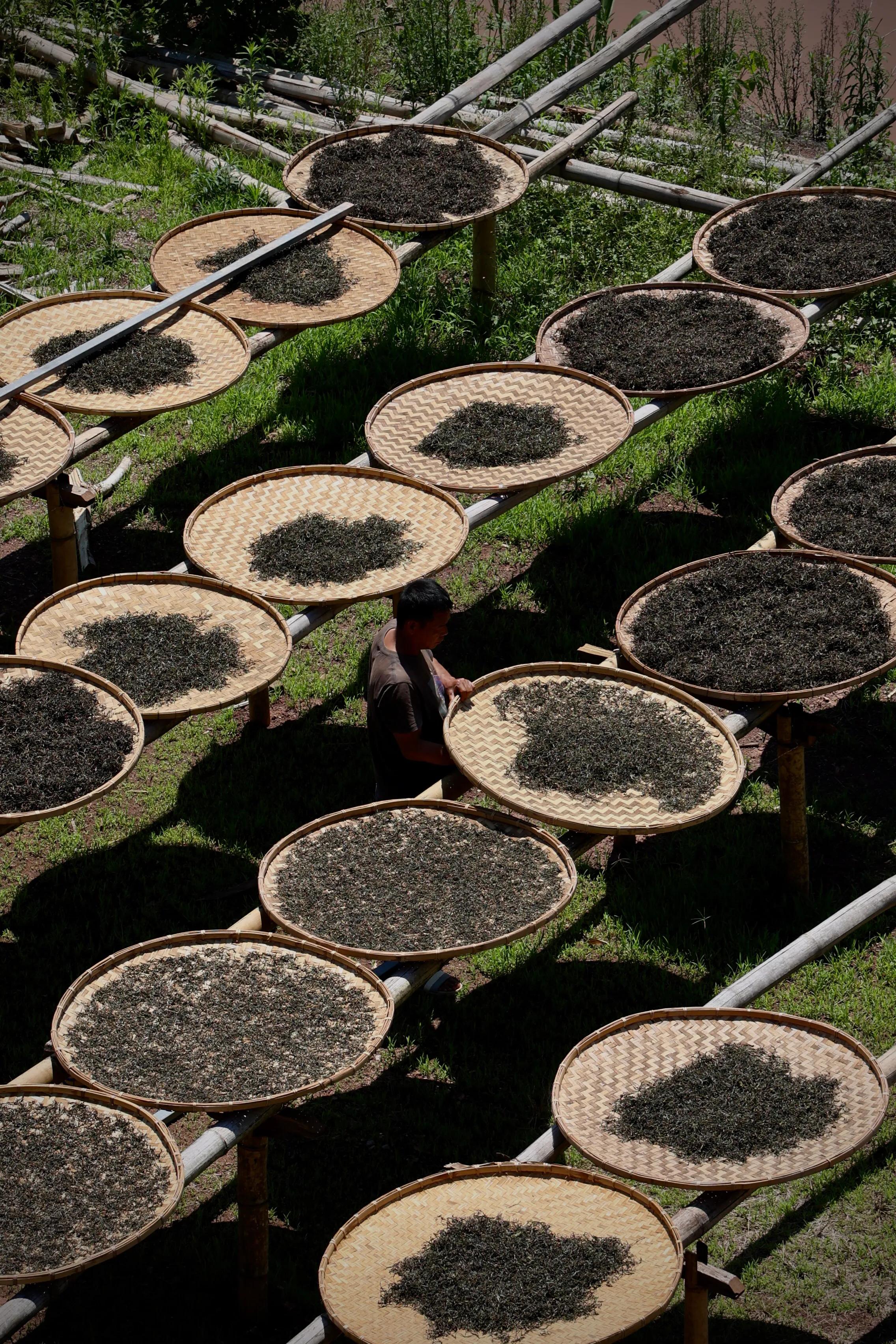 普洱茶皇冠上的明珠,普洱茶的十大名寨排名
