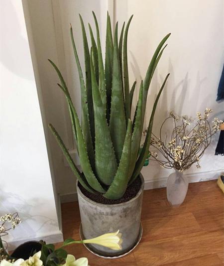 喜欢养花的人都会养什么花,喜欢养花的能不能养猫