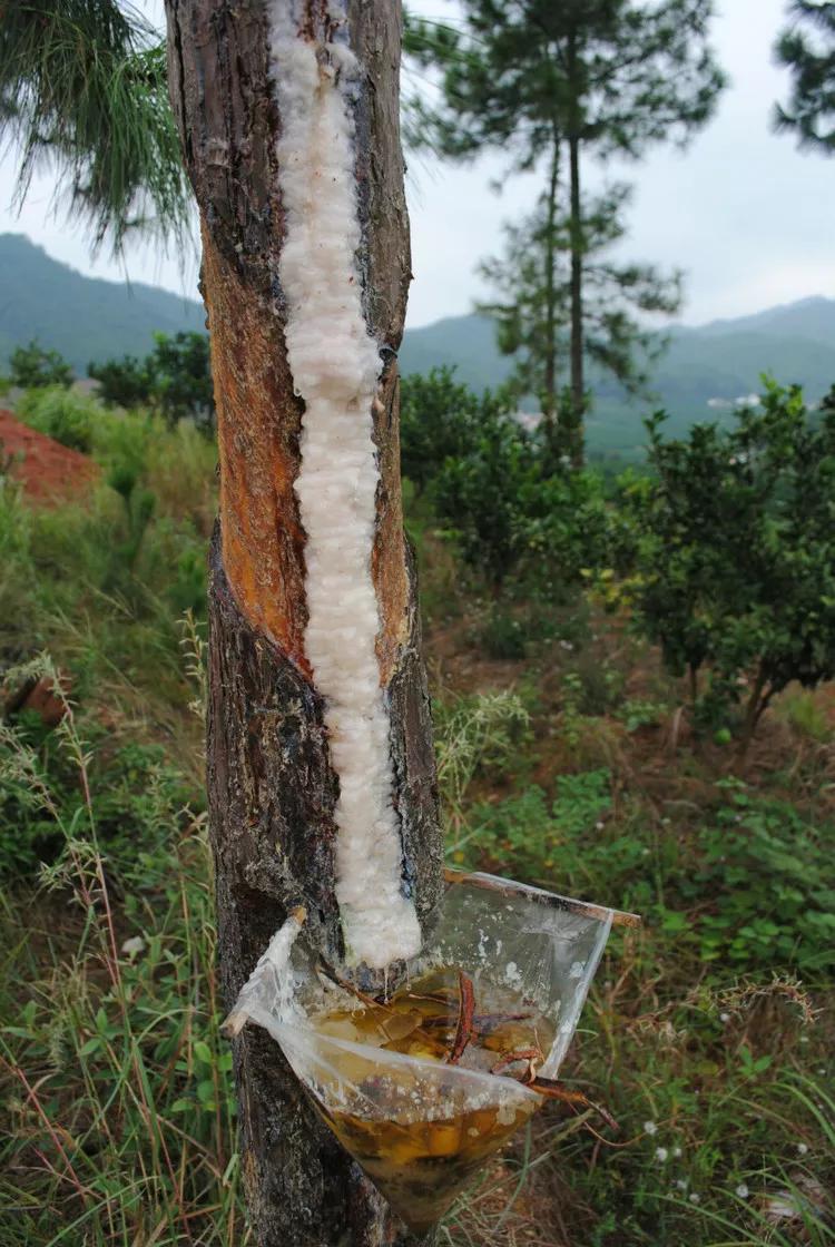 琥珀标本最简单的制作方法,制作琥珀标本要注意什么