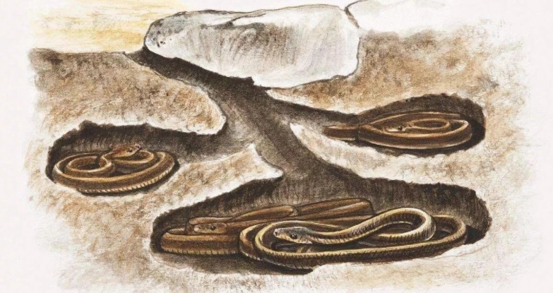 雌蛇有雄性生殖器吗,雌蛇是有性生殖吗