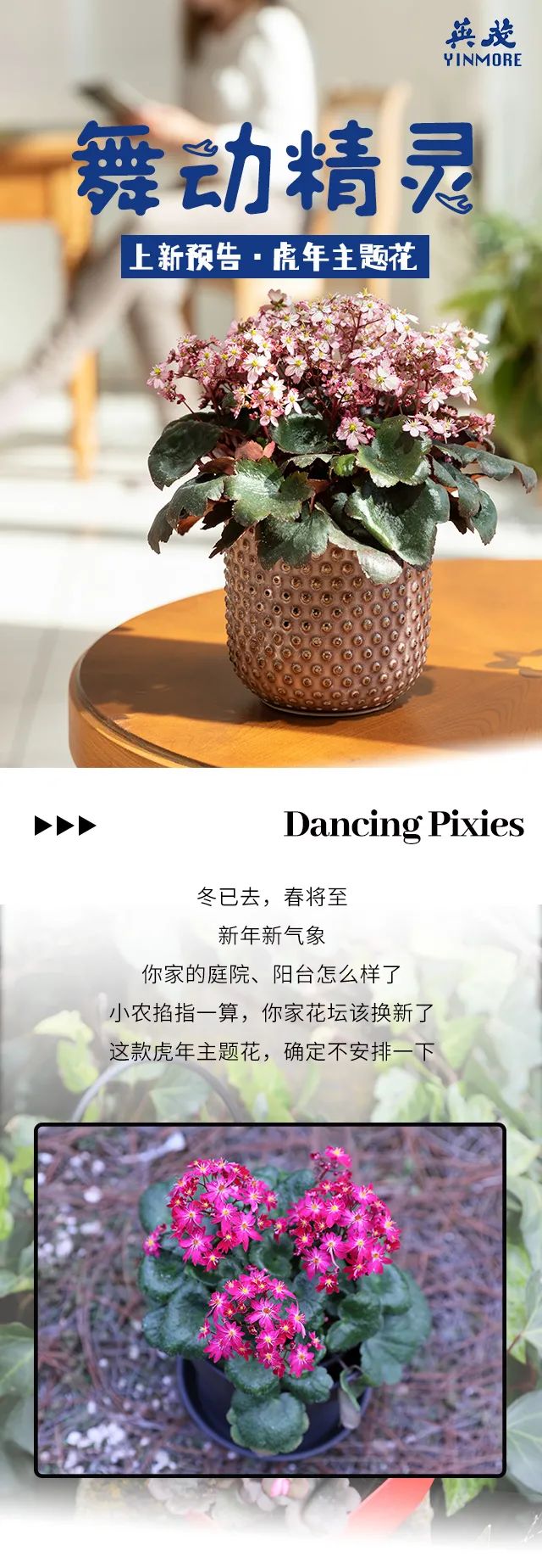 自带爆盆属性的舞动精灵上新了，虎年春日仪式感安排了吗