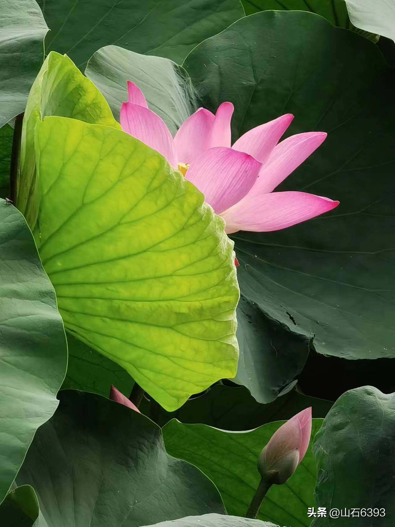 「战友美拍」“荷颂”系列17:陶俊峰的《荷叶之美》